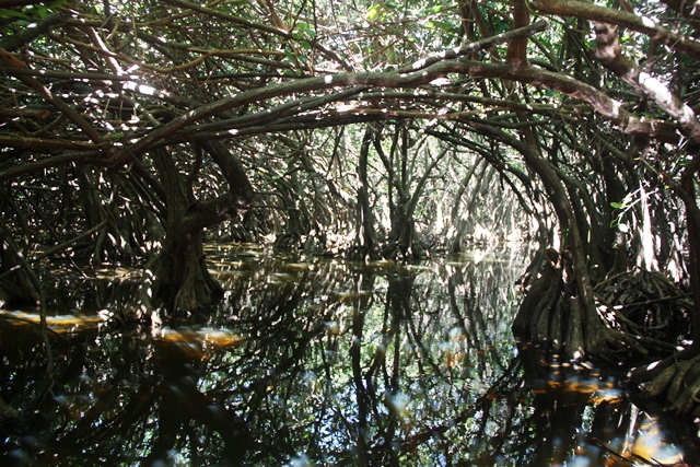 O mangue naturalmente cria um túnel para passear de barco para admirar a beleza
