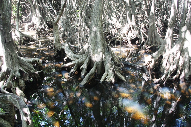 A beleza do mangue do rio do povoado de Lagoa do Pau, Coruripe
