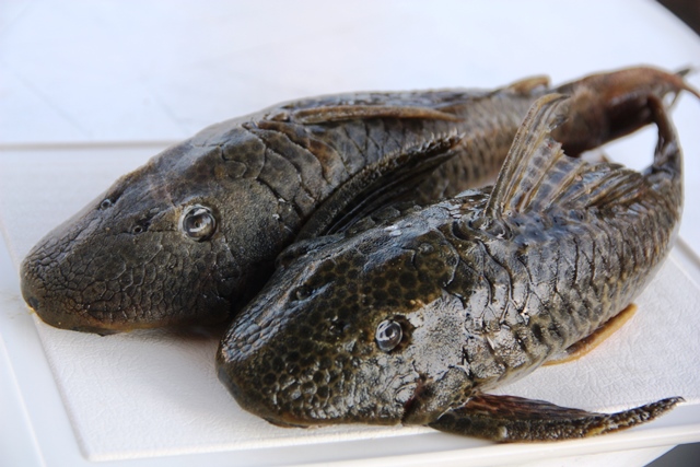 Peixe cari, tradição do Rio São Francisco