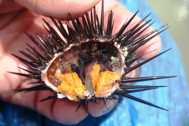 Ova de ouriço tem sabor de ostra, mas é preciso dominar bem os espinhos do bichinho