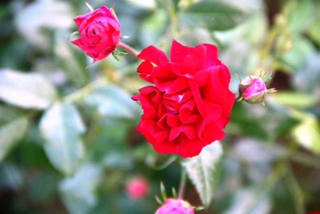 Rosas da Serra das Viúvas