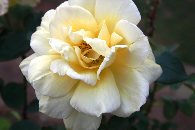 Rosas no sertão alagoano de Água Branca